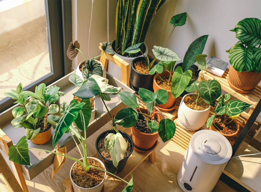 A range of indoor plants in a beautiful indoor area