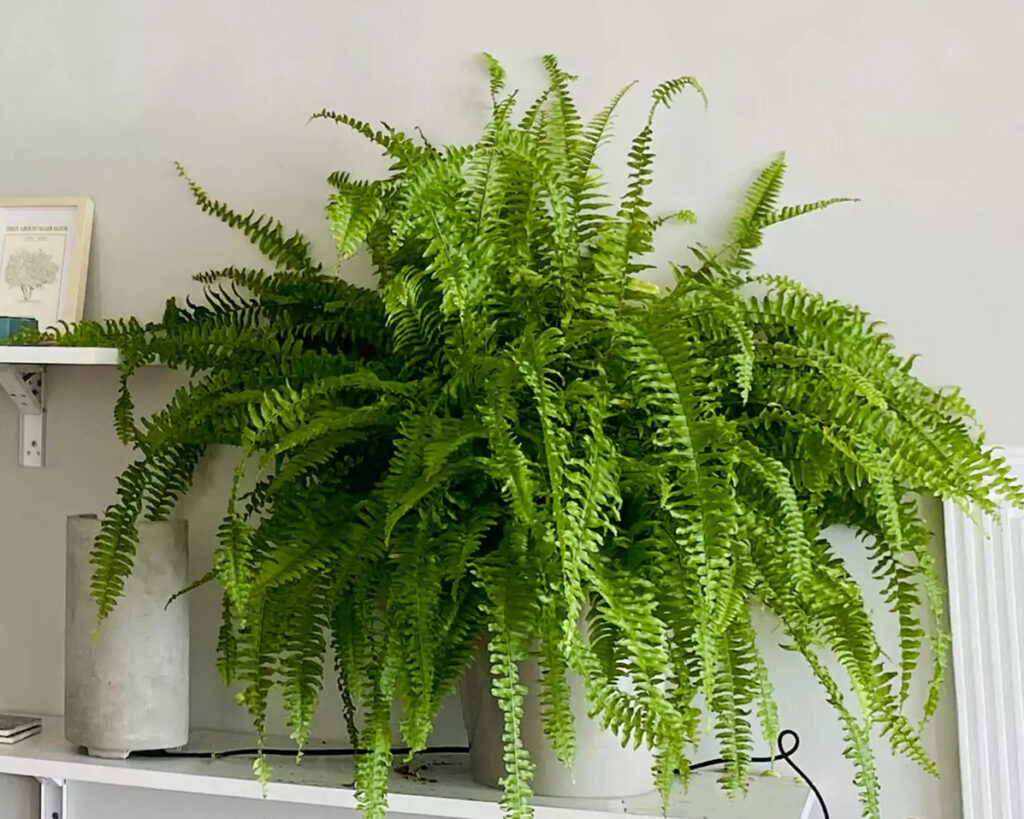 Boston Fern