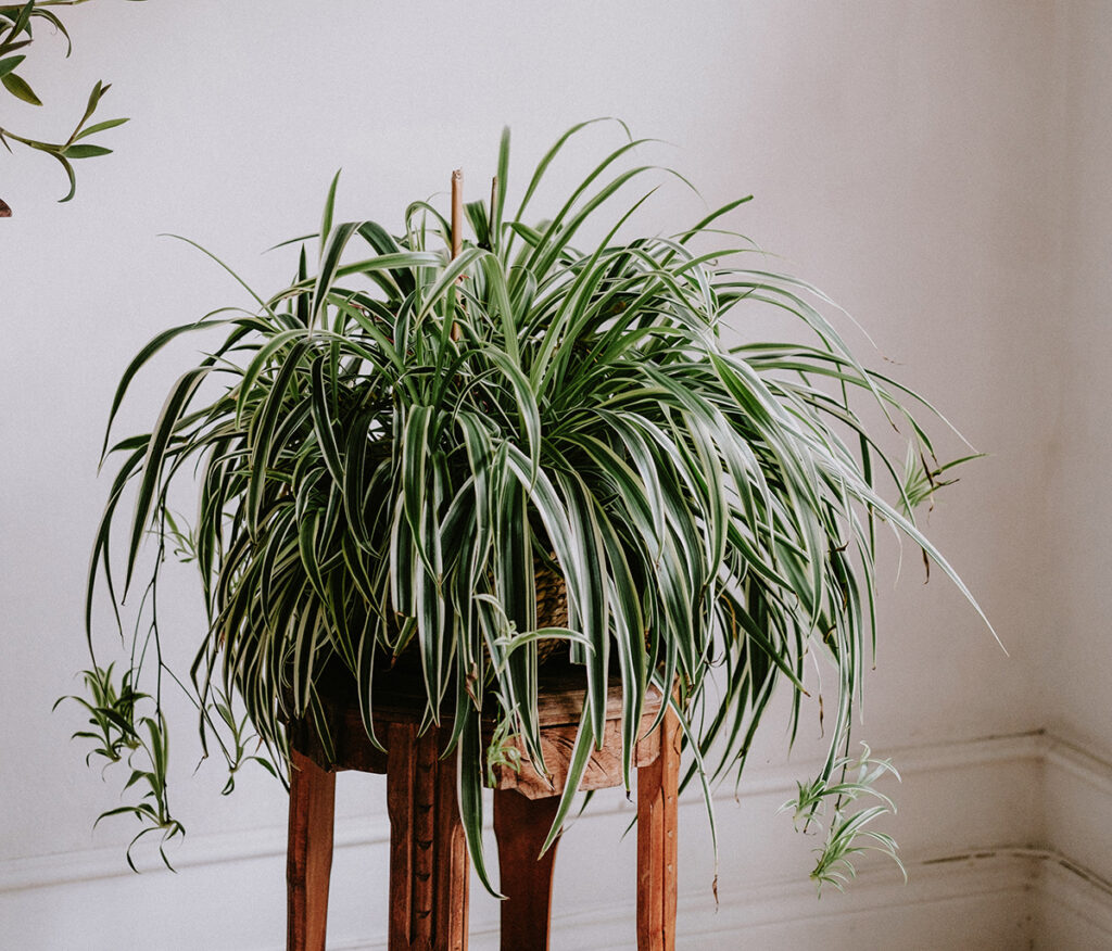 Spider Plant