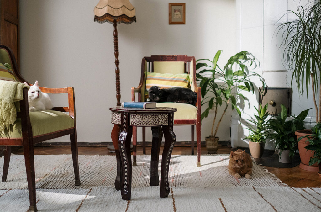 room with natural elements and ample natural light